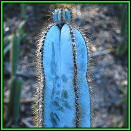 Pilosocereus magnificus - 10 Seed Pack- Exotic Succulent Cactus -Insured Shipping- NEW