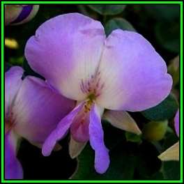 Podalyria myrtillifolia - Cape Sweetpea - 10 Seed Pack - Indigenous Endemic Flowering Shrub - New