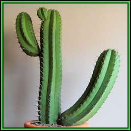 Polaskia chichipe - 10 Seed Pack - Exotic Cactus Succulent Edible Fruit - NEW