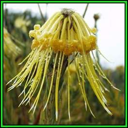 Leucospermum reflexum var luteum Seeds - Endemic Cut Flower Fynbos Protea Shrub New