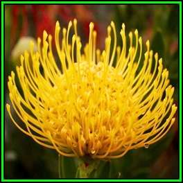 Leucospermum cordifolium Yellow Seeds - Indigenous Endemic Cut Flower Fynbos Protea Shrub New