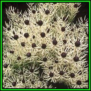 Leucadendron comosum - 10 Seed Pack - Endemic Shrub Protea Evergreen Cut Flower Fynbos - New