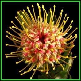 Leucospermum cuneiforme Seeds - Indigenous Endemic Cut Flower Fynbos Protea Shrub, New