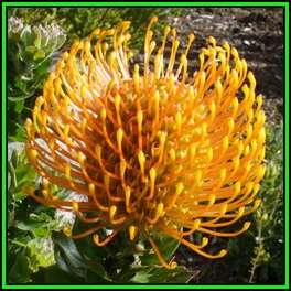 Leucospermum patersonii - 10 Seed Pack - Indigenous Endemic Cut Flower Fynbos Protea Shrub New