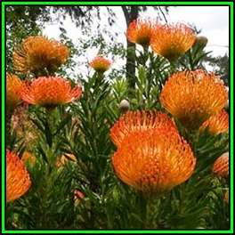 Leucospermum catherinae - 10 Seed Pack - Indigenous Endemic Cut Flower Fynbos Protea Shrub, New