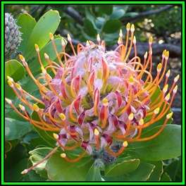 Leucospermum tottum Seeds - Indigenous Endemic Cut Flower Fynbos Protea Shrub New