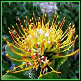 Leucospermum praecox Seeds - Indigenous Endemic Cut Flower Fynbos Protea Shrub New