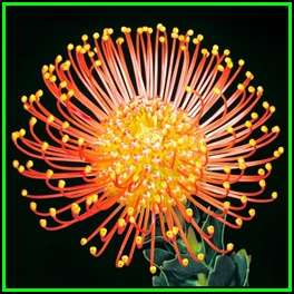 Leucospermum cordifolium Orange 10 Seed Pack - Indigenous Endemic Cut Flower Fynbos Protea Shrub New