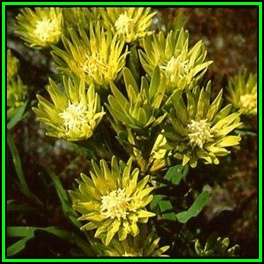 Aulax umbellata - 10 Seed Pack - Indigenous Endemic Cut Flower Fynbos Protea Shrub, New