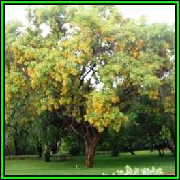 Pterocarpus rotundifolius - Round-leaved Bloodwood, Dopperkiaat Tree - 10 Seed Pack- Indigenous, NEW