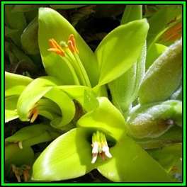 Puya chilensis Seeds - Puya , Chagual - Terrestrial Bromeliad - Endangered Succulent