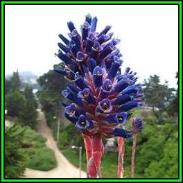 Puya coerulea var. violacea Seeds - Exotic Bromeliad - Combined Global Shipping - NEW