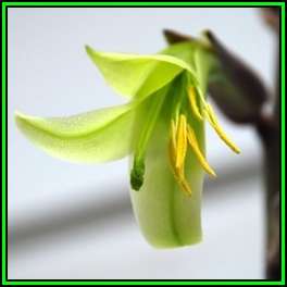 Puya mirabilis Seeds - Exotic Bromeliad - Combined Global Shipping - NEW