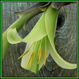 Puya mirabilis - 20 Seed Pack - Exotic Bromeliad - Combined Global Shipping - NEW