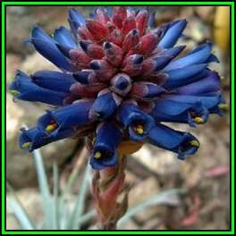Puya venusta Seeds - Exotic Bromeliad - Combined Global Shipping - NEW