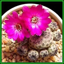 Rebutia canigueralii - 10 Seed Pack - Exotic Cactus Succulent -Combined Global Shipping- NEW