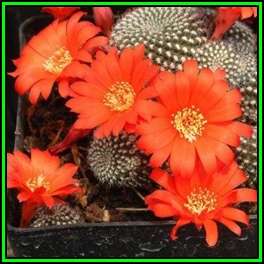 Rebutia minuscula var. grandiflora Seeds - Exotic Cactus Succulent -Combined Shipping- NEW