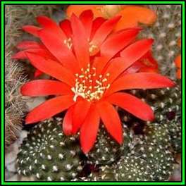 Rebutia minuscula var. grandiflora - 10 Seed Pack - Exotic Cactus Succulent -Combined Shipping- NEW