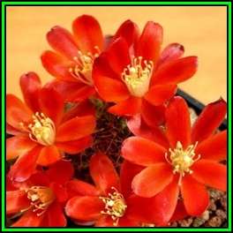 Rebutia pseudodeminuta Seeds - Exotic Cactus Succulent -Combined Global Shipping- NEW