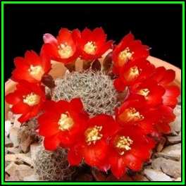 Rebutia pseudodeminuta - 10 Seed Pack - Exotic Cactus Succulent -Combined Global Shipping- NEW
