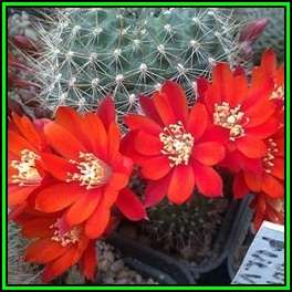 Rebutia pseudodeminuta - 100 Bulk Seed Pack - Exotic Cactus Succulent -Combined Global Shipping- NEW