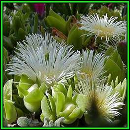 Sceletium emarcidum Kanna - 10 Seed Pack - Indigenous Ethnobotanical Succulent Mesemb Herb - NEW