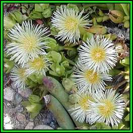 Sceletium emarcidum Kanna Seeds - Indigenous Ethnobotanical Succulent Mesemb Herb - NEW