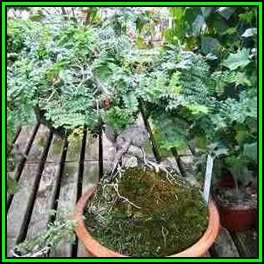 Schotia afra Bonsai Seeds - Indigenous Karoo Boer-Bean, Karoo Huilboerboon - New
