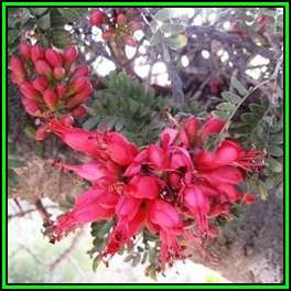 Schotia afra - 10 Seed Pack - Indigenous Tree Karoo Boer-Bean, Karoo Huilboerboon - New
