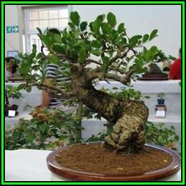 Schotia brachypetala Bonsai Seeds - Indigenous - Weeping Boer-Bean, Huilboerboon - New