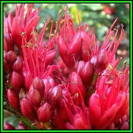 Schotia brachypetala Seeds - Indigenous Tree Weeping Boer-Bean, Huilboerboon - New
