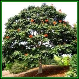 Schotia brachypetala - 10 Seed Pack - Indigenous Tree Weeping Boer-Bean, Huilboerboon - New
