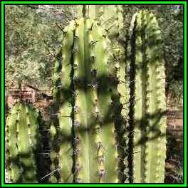 Stenocereus martinezii Seeds - Exotic Cactus Edible Fruit, Insured Combined Shipping, NEW