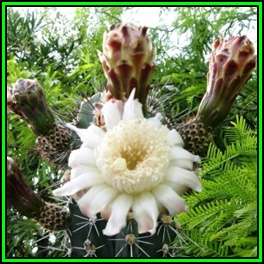 Stenocereus martinezii -20 Seed Pack- Exotic Cactus Edible Fruit, Insured Combined Shipping, NEW