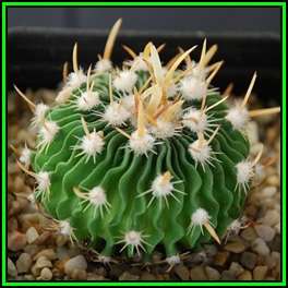 Stenocactus multicostatus - 10 Seed Pack - Verified Seller - Exotic Succulent Cactus - NEW