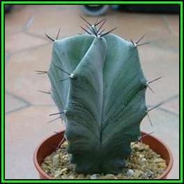 Stenocereus pruinosus -10 Seed Pack- Exotic Cactus Edible Fruit, Insured Combined Shipping, NEW