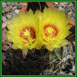 Thelocactus setispinus Seeds - Exotic Cactus Succulent -Combined Global Shipping- NEW