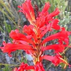 5 Tritoniopsis triticea Seeds - Indigenous South African Endemic Perennial Bulb - Flat Ship Rate