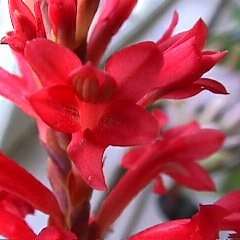 5 Tritoniopsis triticea Seeds - Indigenous South African Endemic Perennial Bulb - Flat Ship Rate