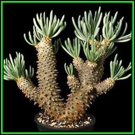 Tylecodon cacalioides - 10 Seed Pack - Natural Bonsai - Indigenous Endemic - NEW