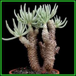 Tylecodon cacalioides - 10 Seed Pack - Indigenous Endemic Caudiciform Succulent - NEW