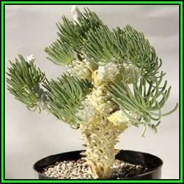 Tylecodon cacalioides Seeds - Natural Bonsai - Indigenous Endemic - NEW