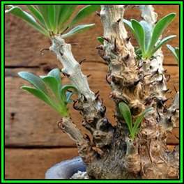 Tylecodon grandiflorus - 10 Seed Pack - Indigenous Endemic Caudiciform Succulent - NEW