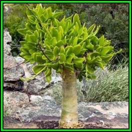 Tylecodon paniculatus - 50 Bulk Seed Pack - Indigenous South African Caudiciform Succulent - NEW