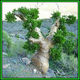 Tylecodon paniculatus - 10 Seed Pack - Indigenous South African Caudiciform Succulent - NEW