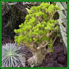 Tylecodon paniculatus Seeds - Indigenous South African Caudiciform Succulent - NEW