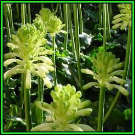 5 Veltheimia bracteata Lemon Flame Seeds - Indigenous Endemic Perennial Bulb - New