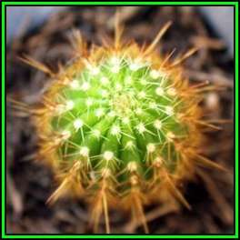 Weberbauerocereus johnsonii Long Thorn - 20 Seed Pack - Exotic Cactus Succulent - NEW