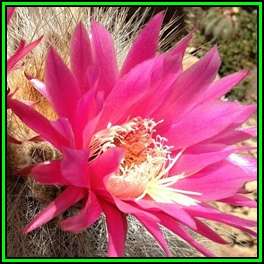 Weberbauerocereus johnsonii Long Thorn - 10 Seed Pack - Exotic Cactus Succulent - NEW