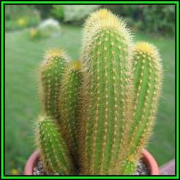 Weberbauerocereus johnsonii Short Thorn Seeds - Exotic Cactus Succulent - NEW